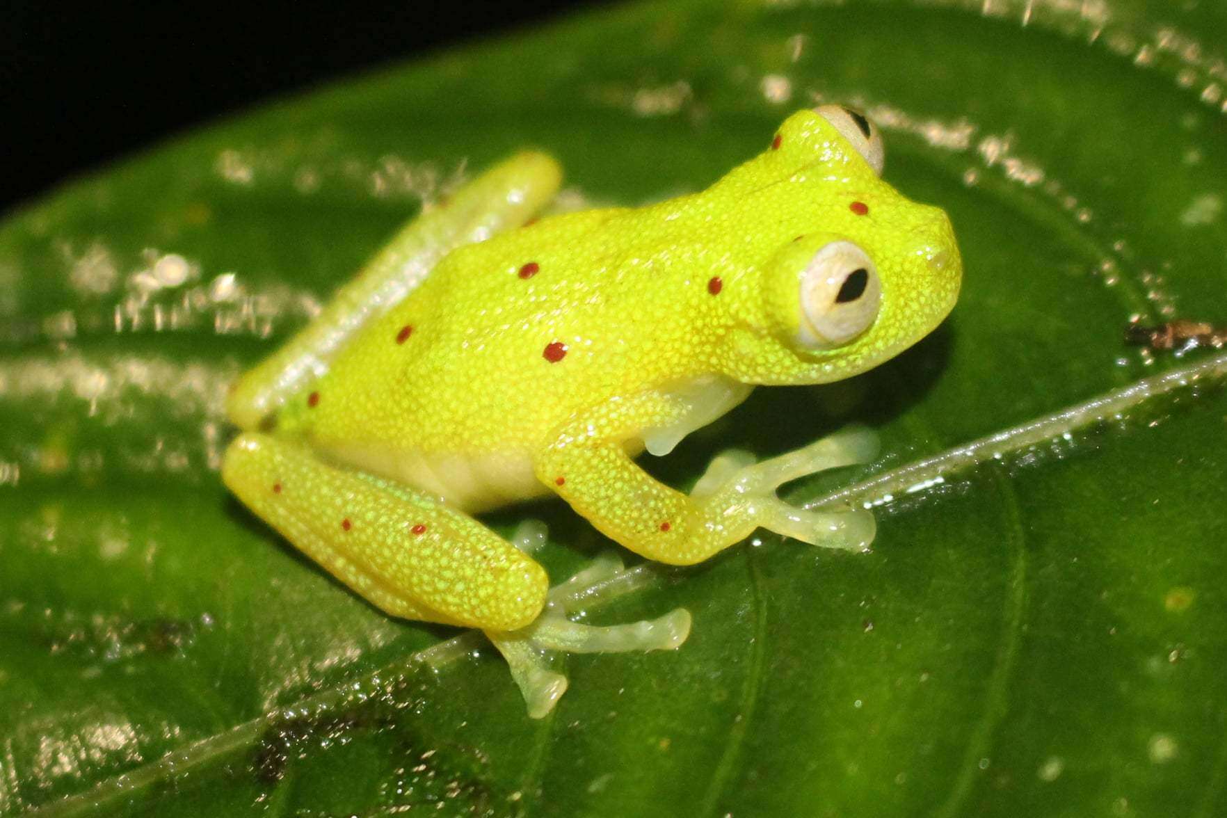 Image of Nymphargus grandisonae (Cochran & Goin 1970)