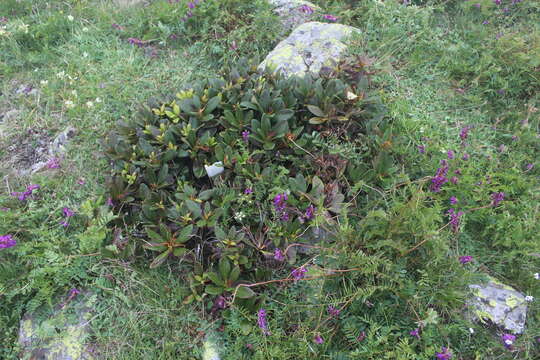 Image of Rhododendron caucasicum Pall.