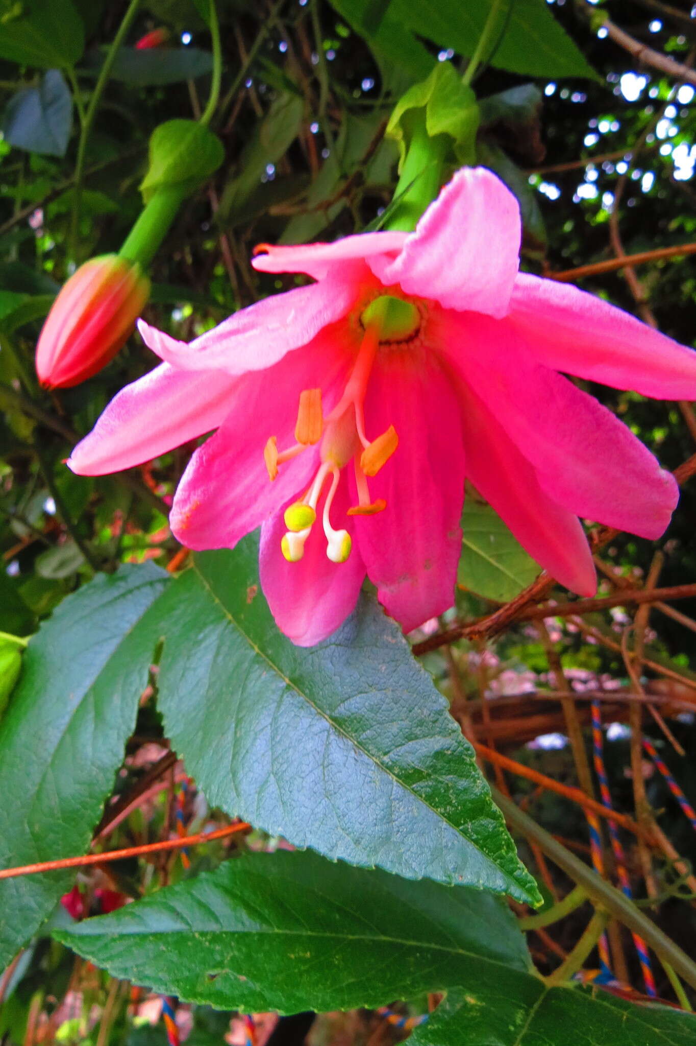 Image of banana passionflower