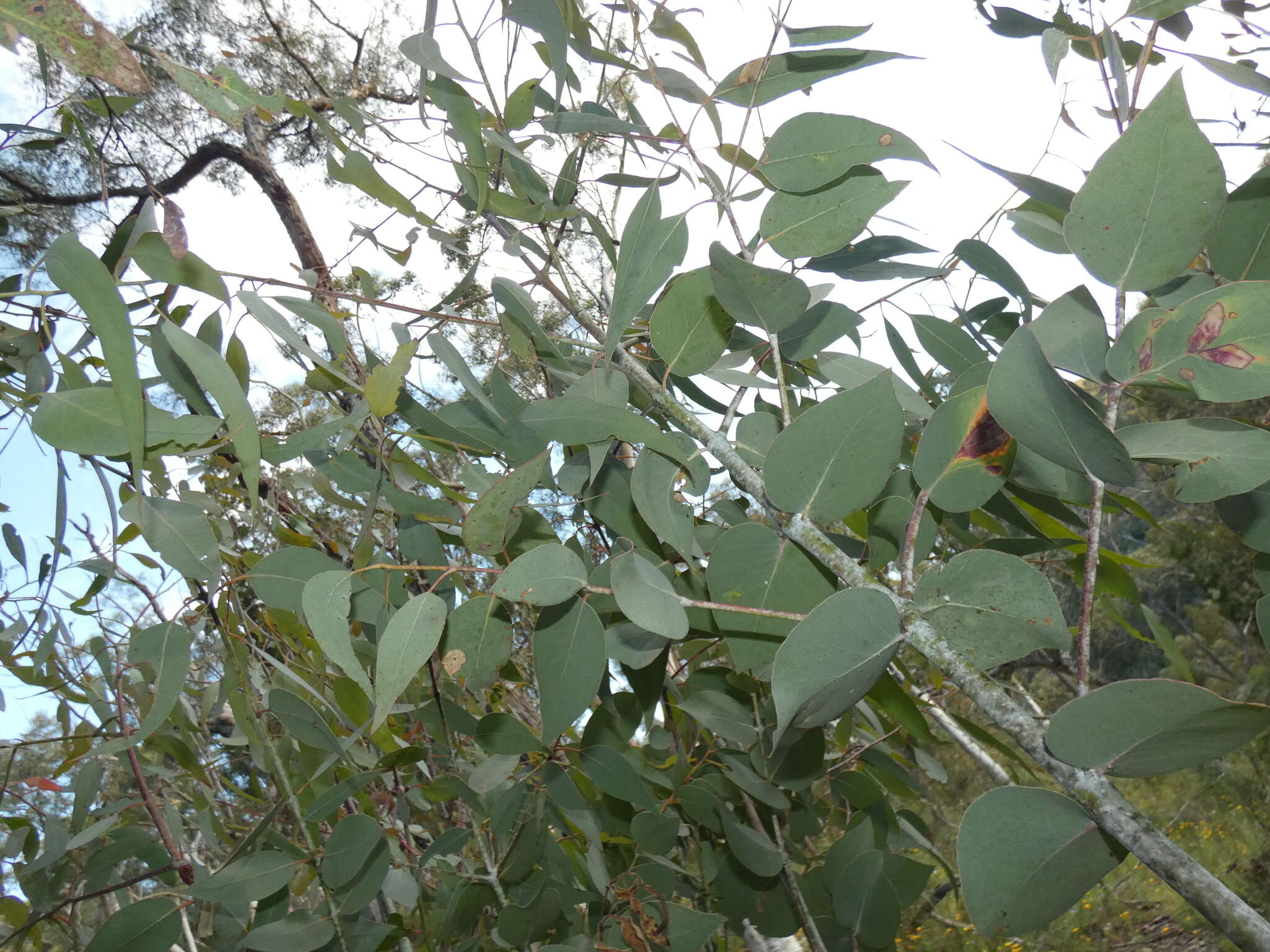 Image of Eucalyptus nortonii (Blakely) L. A. S. Johnson