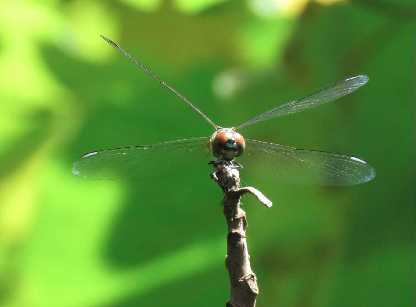 Image of Brachydiplax chalybea Brauer 1868