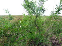 Image of Cephalanthus glabratus (Spreng.) K. Schum.