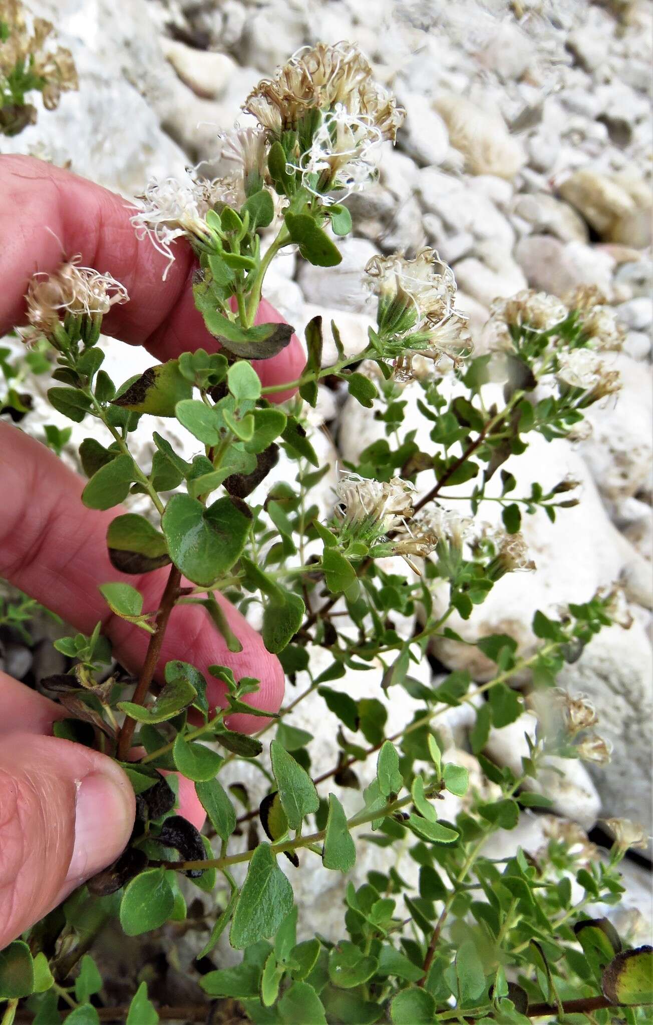 Imagem de Ageratina wrightii (A. Gray) R. King & H. Rob.