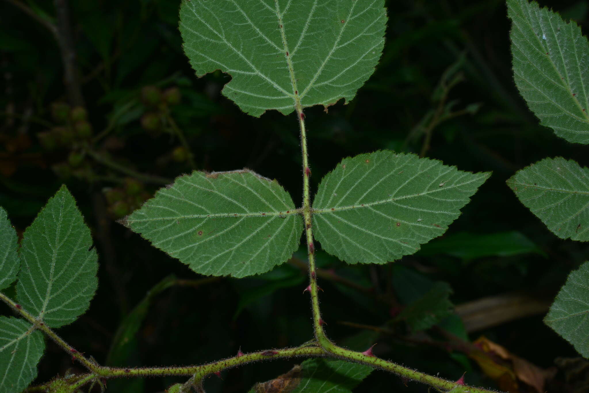 Plancia ëd Rubus parviaraliifolius Hayata