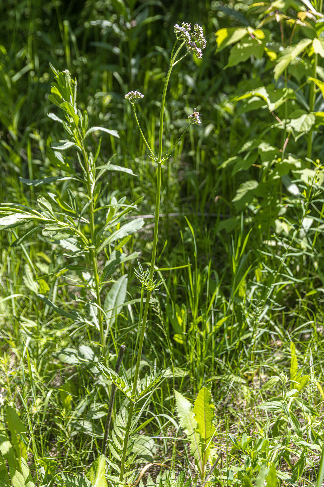 Image of <i>Valeriana transjenisensis</i>