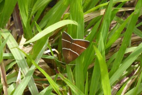 Image of Four-Lined Chocolate Moth