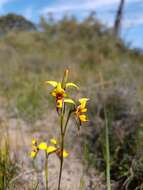 Plancia ëd Diuris laxiflora Lindl.