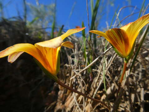 Image of Romulea hirsuta var. cuprea (Baker) M. P. de Vos