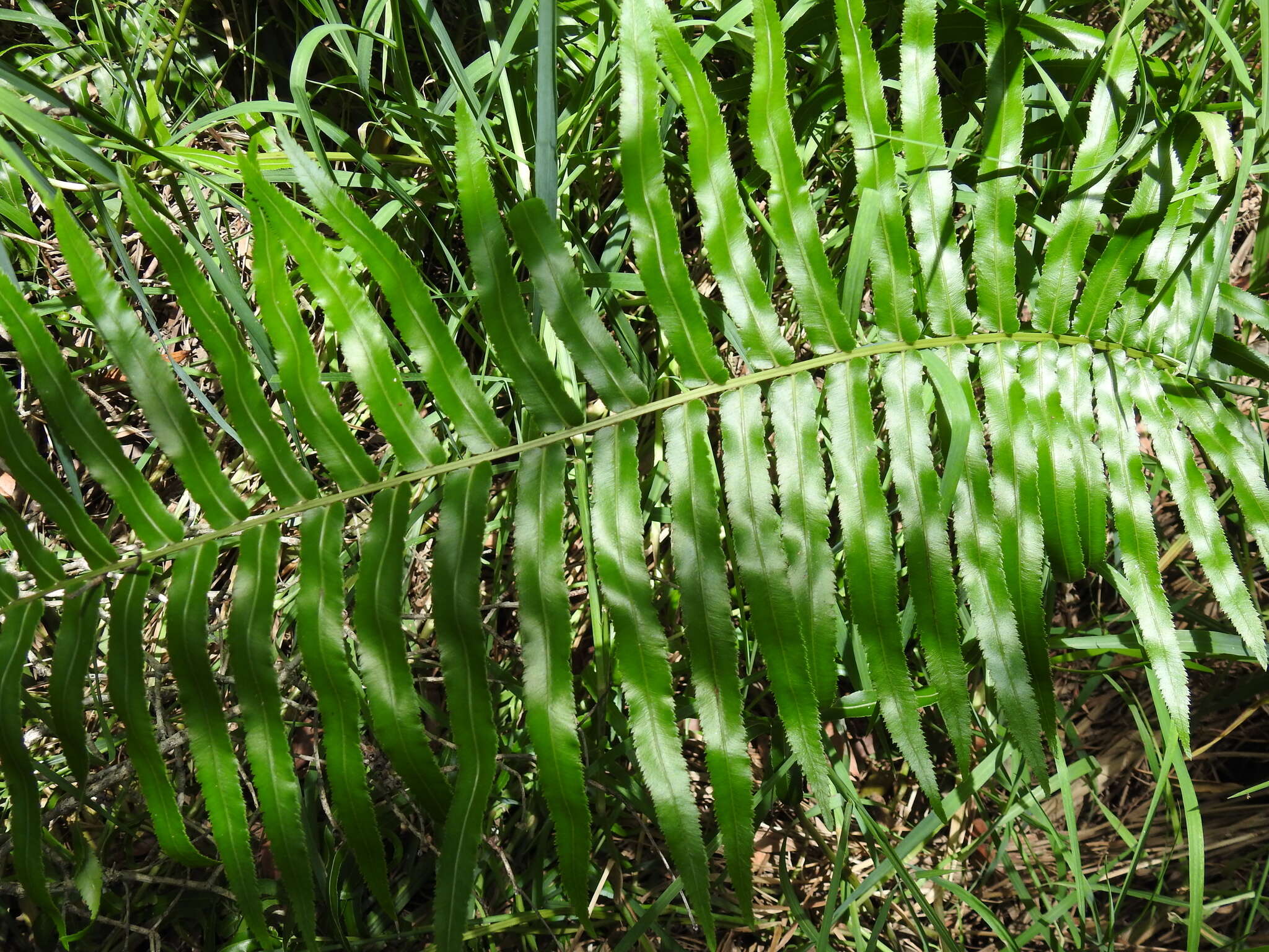 Image of swamp water fern