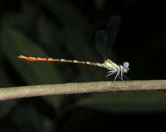 Image of Rhinagrion hainanense Wilson & Reels 2001