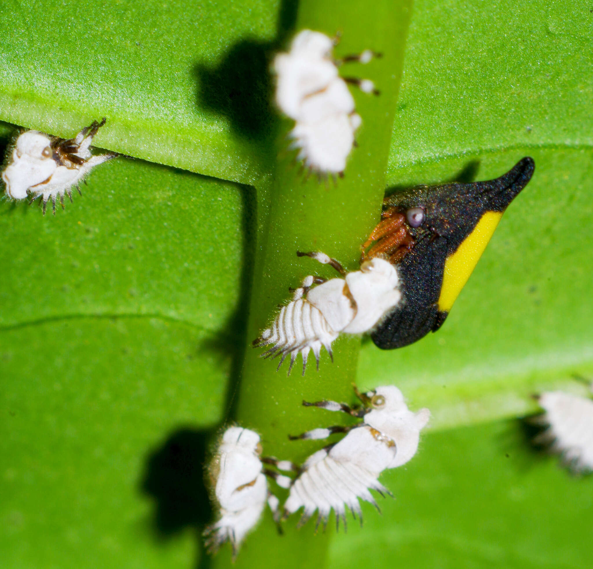 Image of Enchenopa ignidorsum Walker