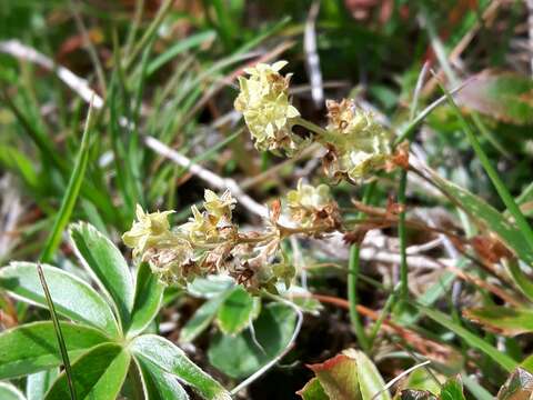 Image of Alpine Lady's-mantle