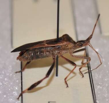 Image of Leaf-footed Pine Seed Bug