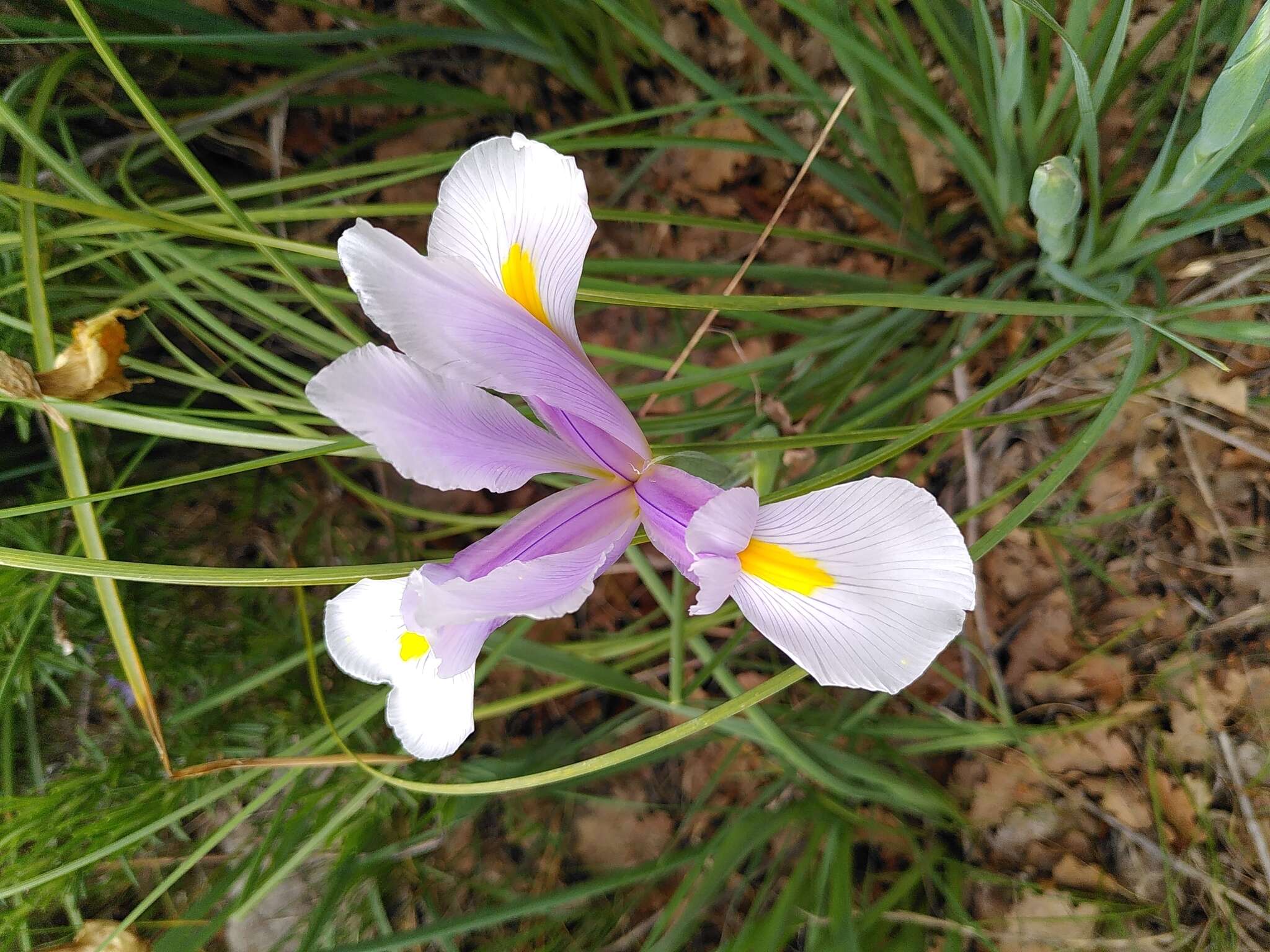 Image of Iris hollandica H. R. Wehrh.