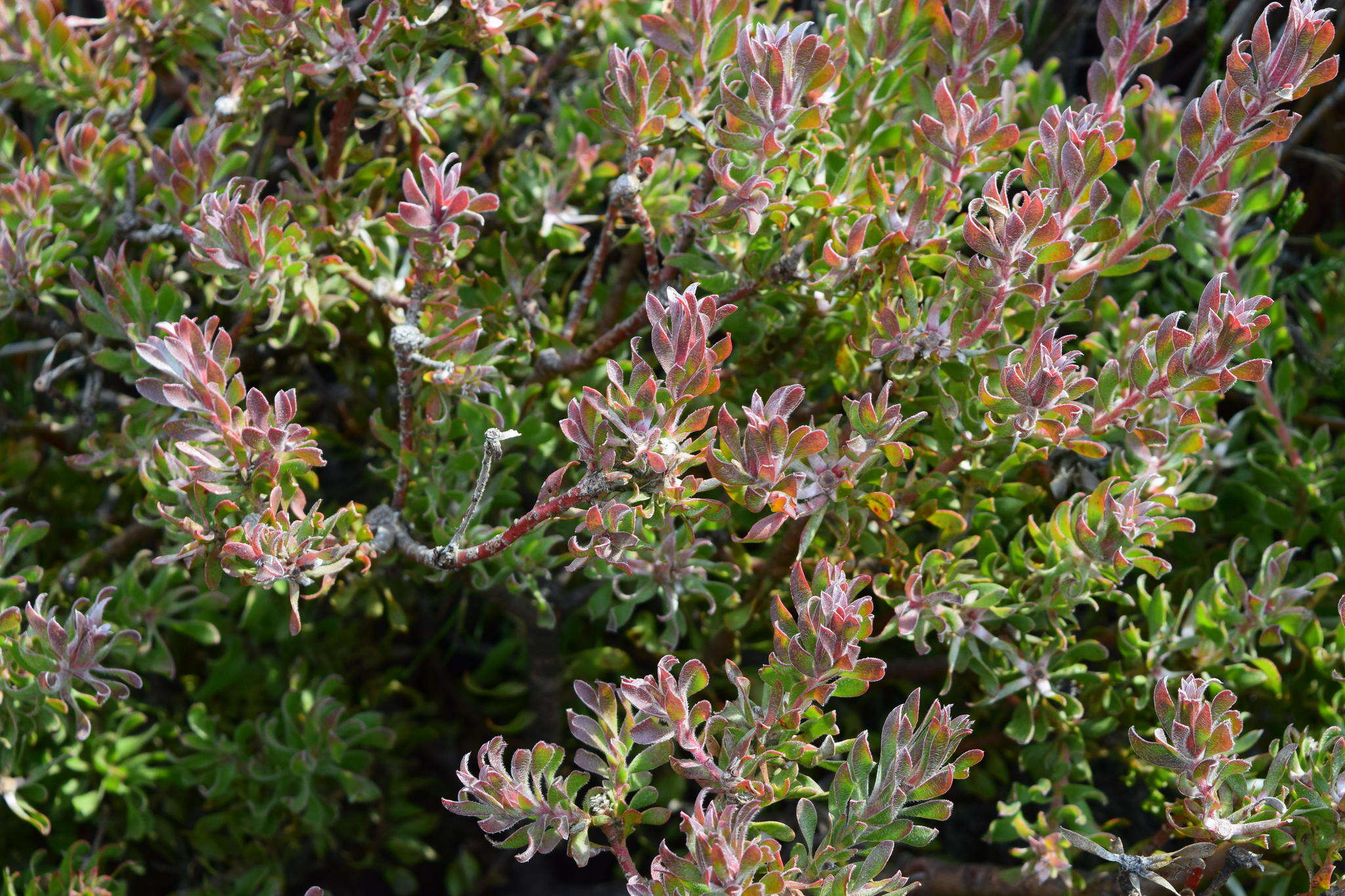 Image of Leucadendron radiatum Phillips & Hutchinson