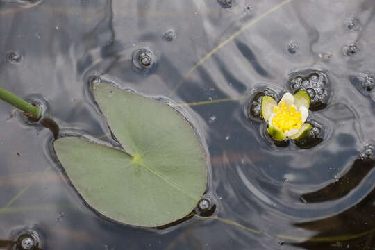 Imagem de Nymphaea leibergii Morong