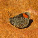 Image of Durbaniella clarki (van Son 1941)