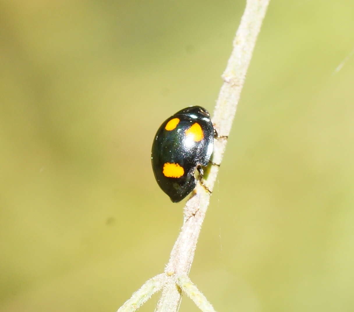 Imagem de Orcus australasiae (Boisduval 1835)