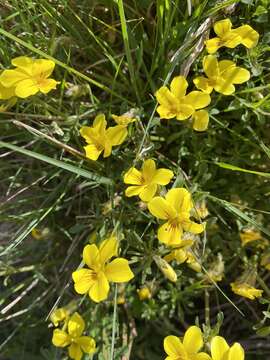 Image of Viola paradoxa Lowe