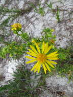 Image of scrubland goldenaster