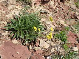 Image of Patrinia sibirica (L.) Juss.