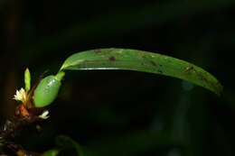 Imagem de Maxillaria parviflora (Poepp. & Endl.) Garay