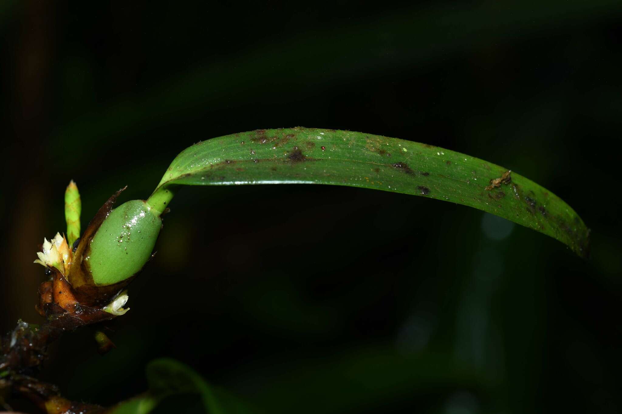 Imagem de Maxillaria parviflora (Poepp. & Endl.) Garay