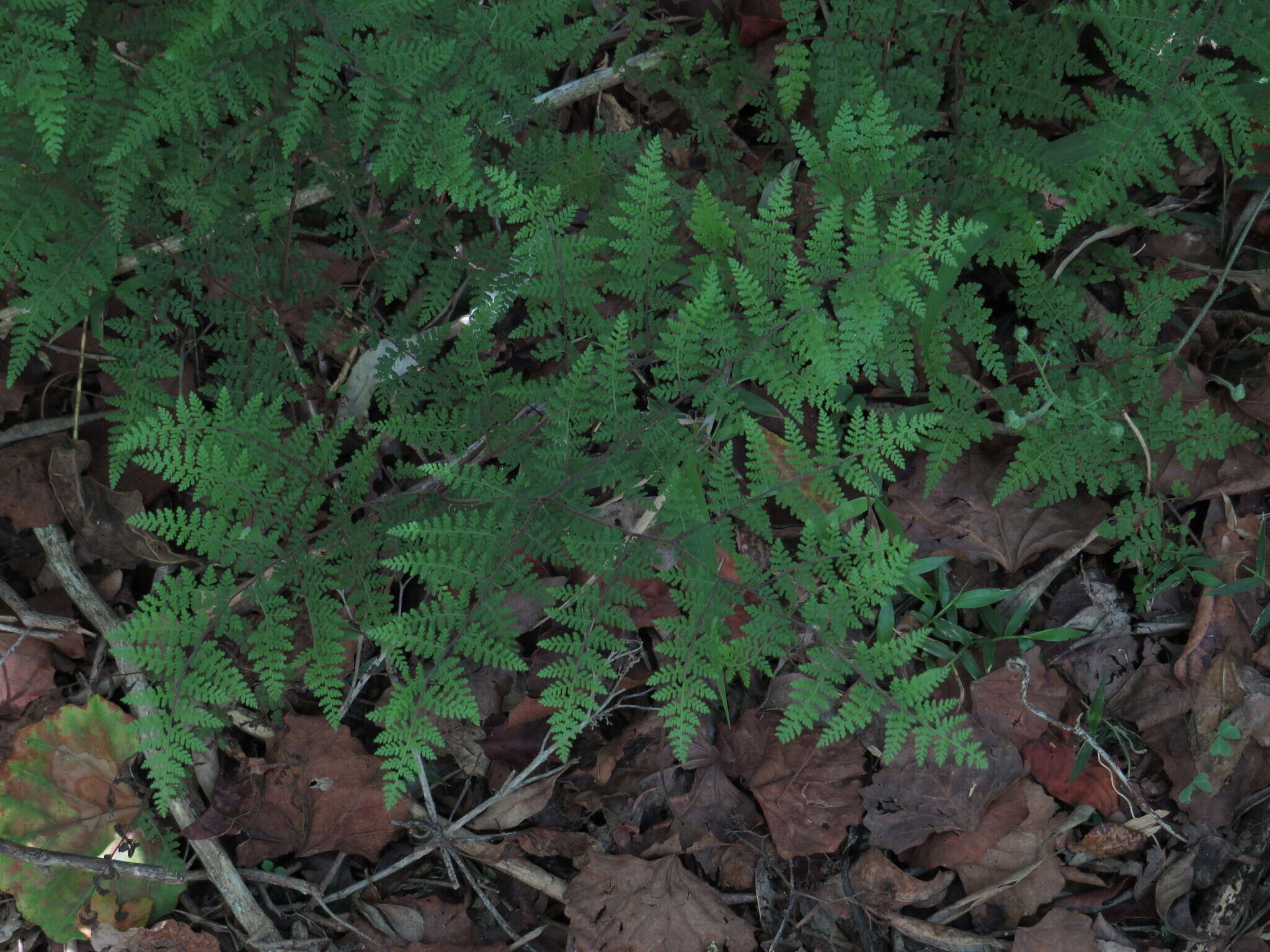 Image of Cheilanthes bergiana Schltdl.