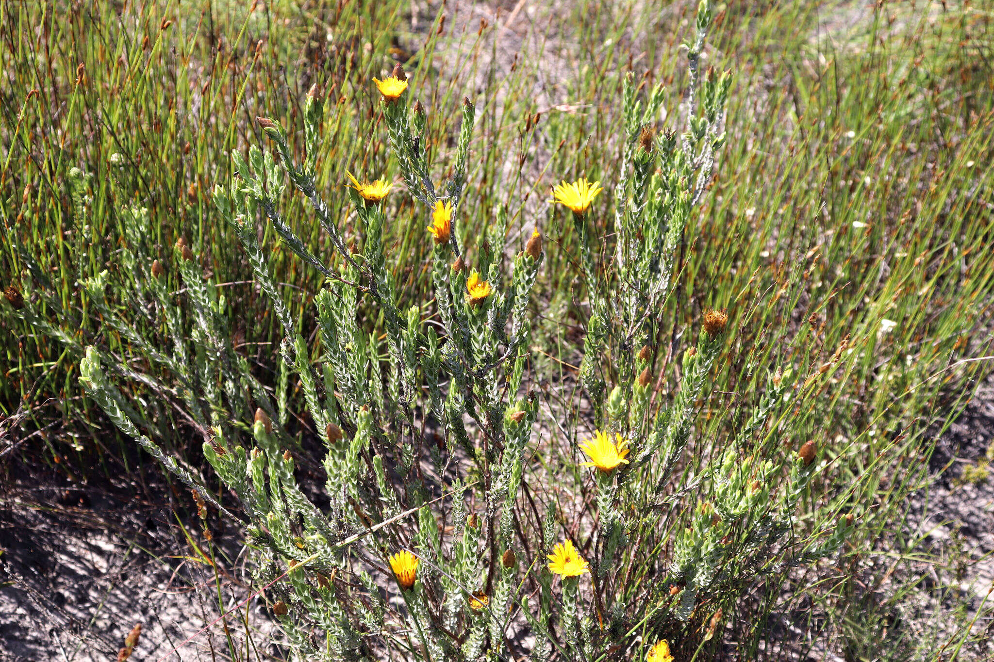 Image of Oedera pungens subsp. trinervis (Thunb.)