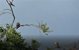 Image of Eurasian Hobby