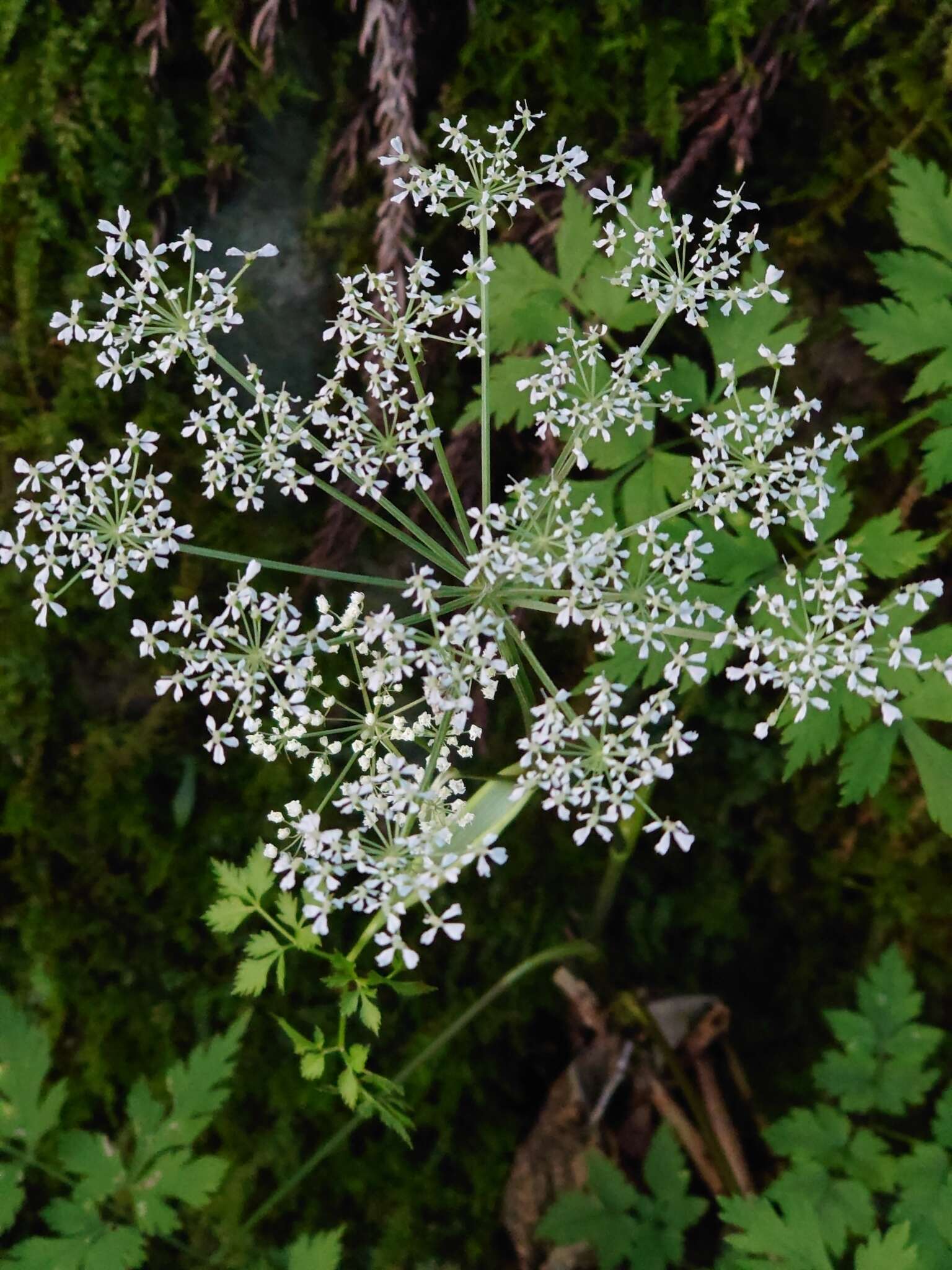 Image of Angelica polymorpha Maxim.