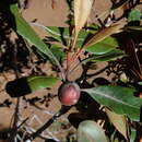 Слика од Planchonella sandwicensis (A. Gray) Pierre