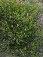 صورة Ruellia californica (Rose) I. M. Johnston