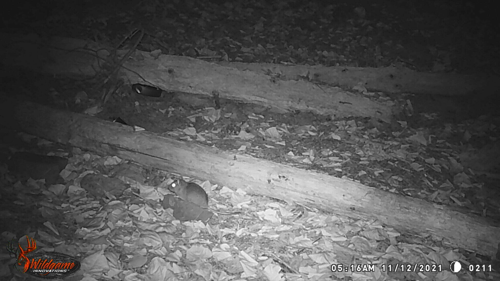 Image of Mexican woodrat