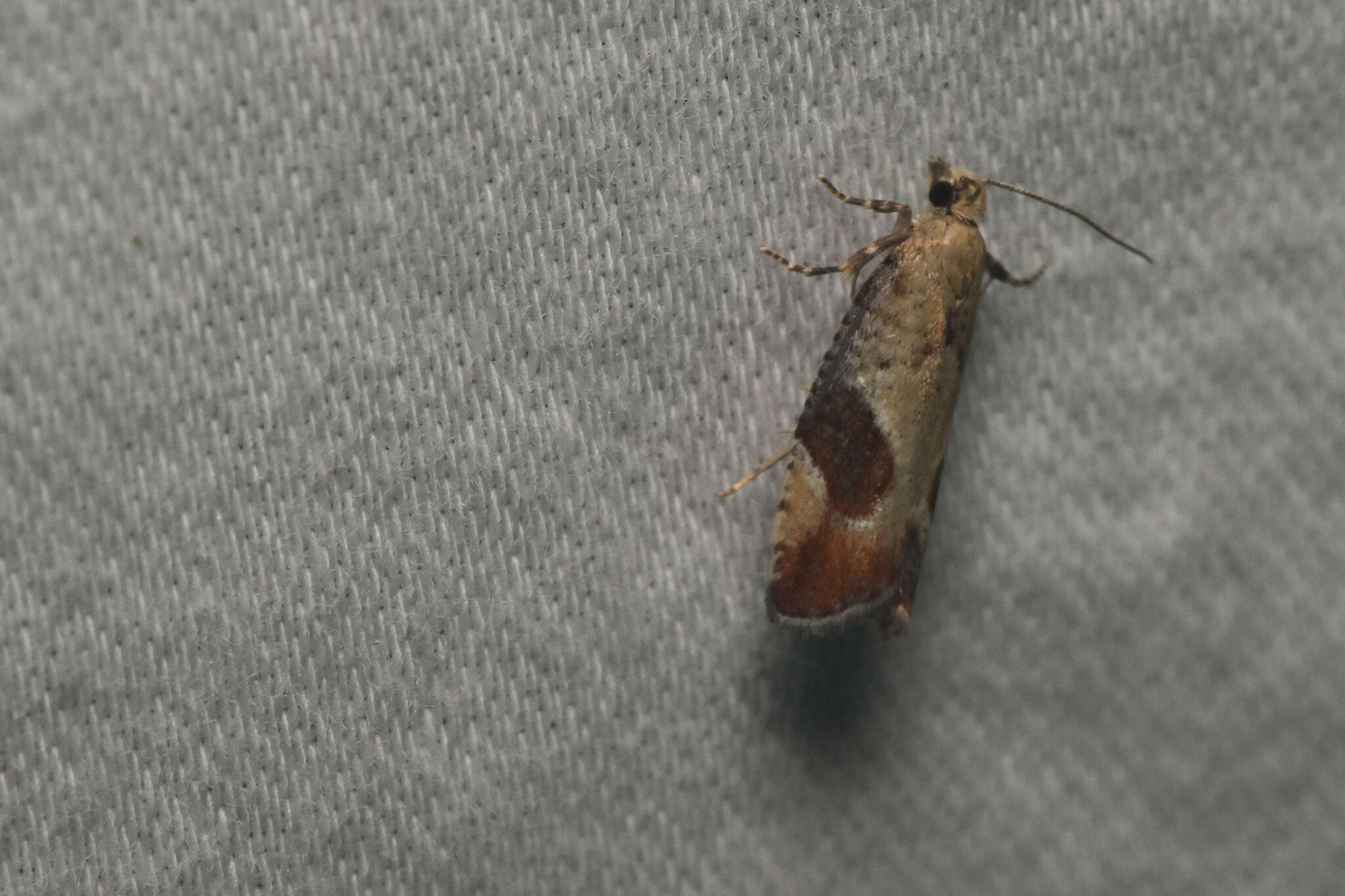 Image of Epinotia medioplagata Walsingham 1895