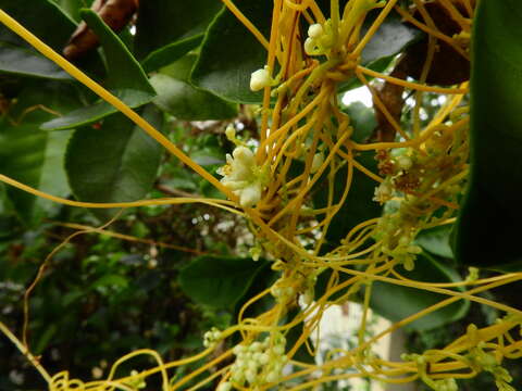 Image of fringed dodder