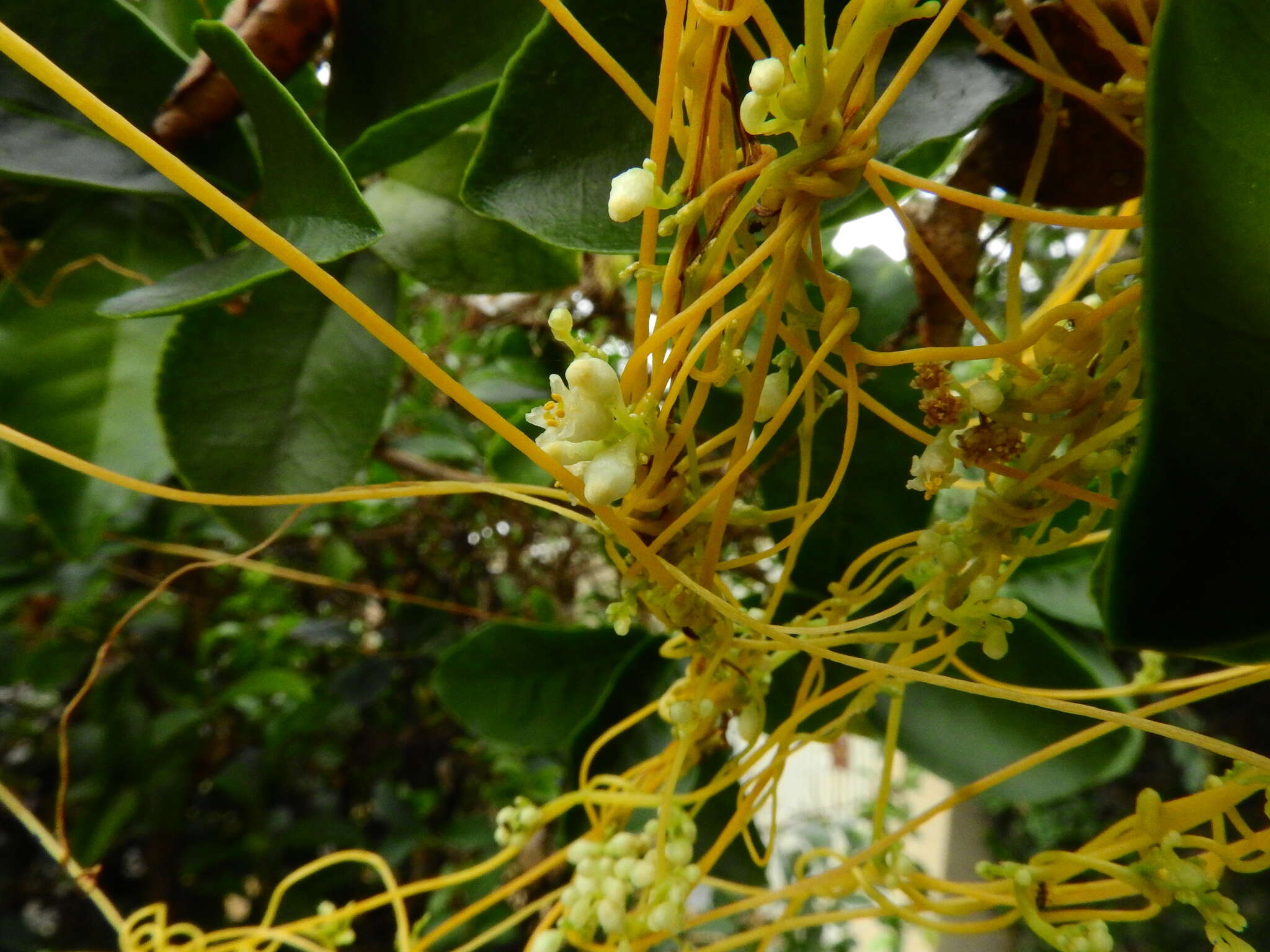 Plancia ëd Cuscuta suaveolens Ser.