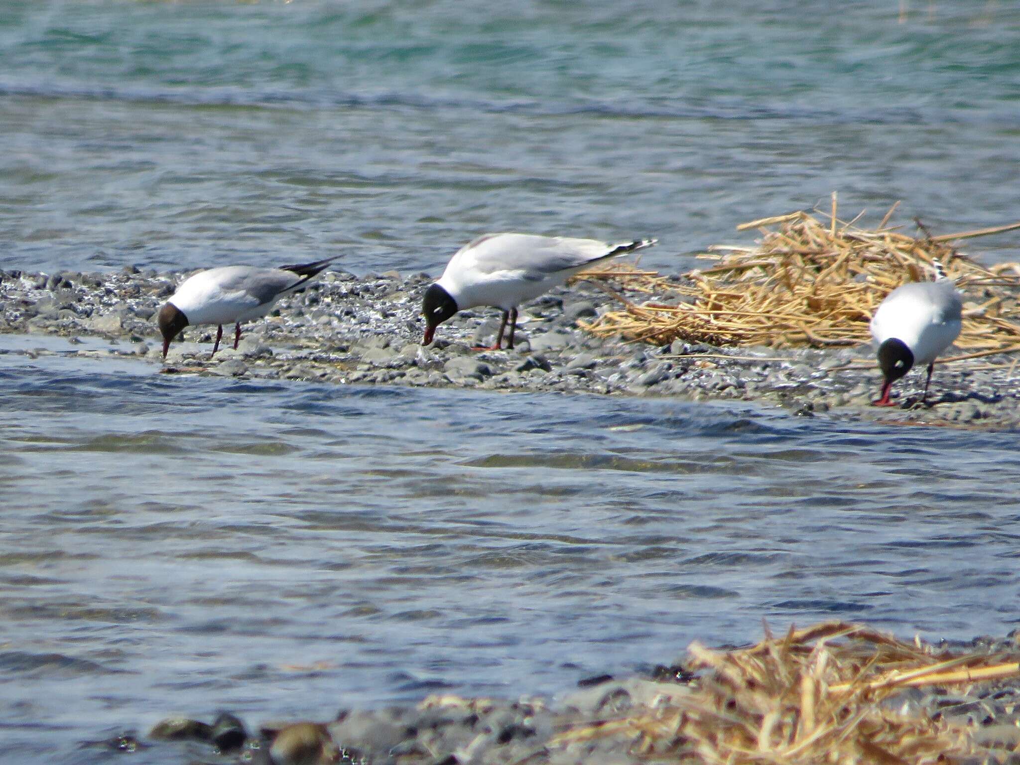 Image of Relict Gull