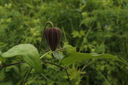 Imagem de Clematis fusca Turcz.