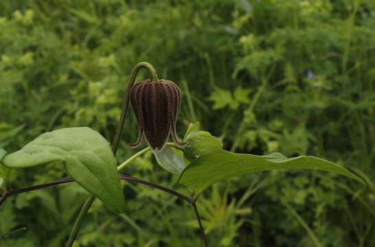 Imagem de Clematis fusca Turcz.