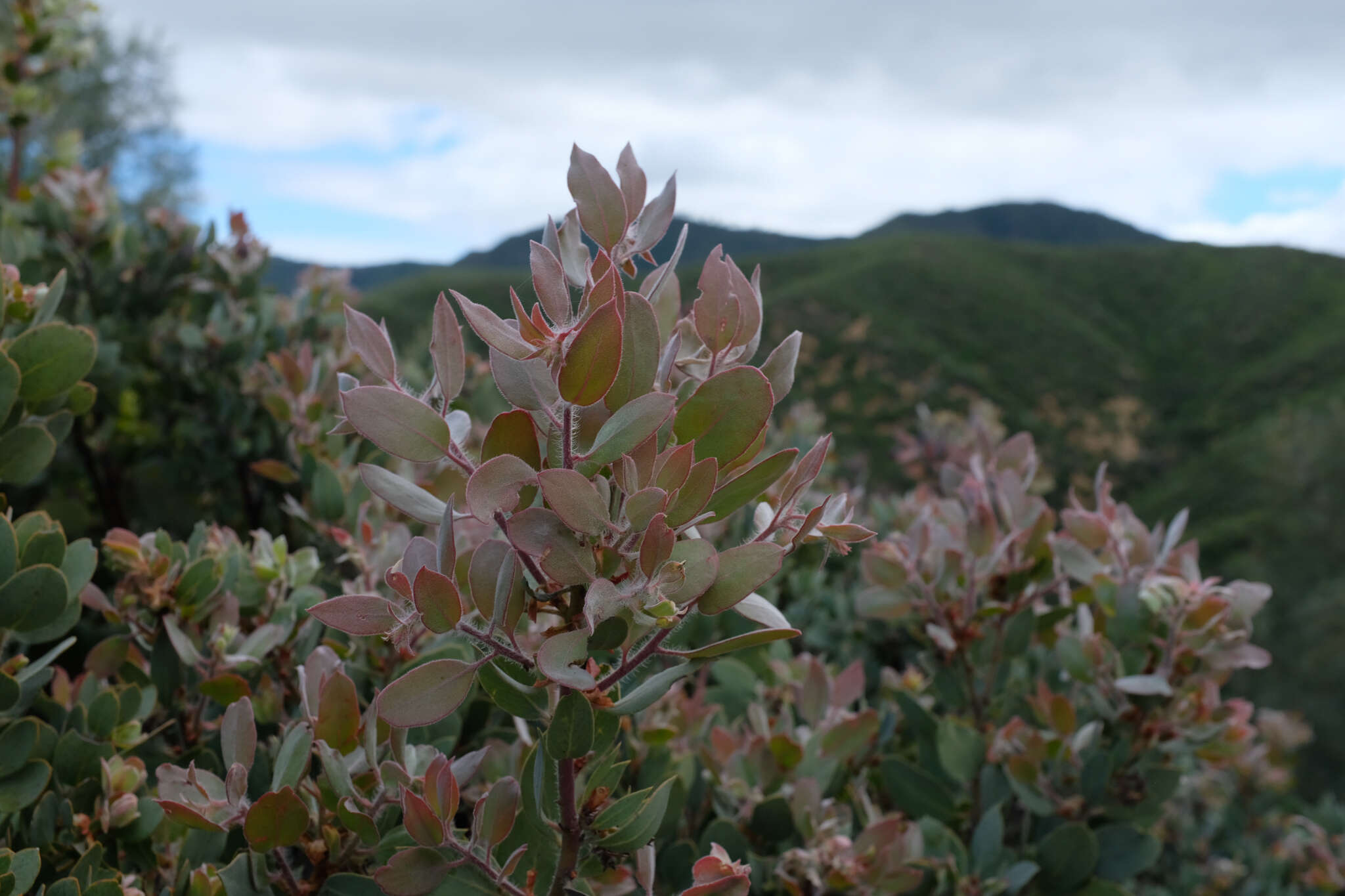 Image of La Panza manzanita