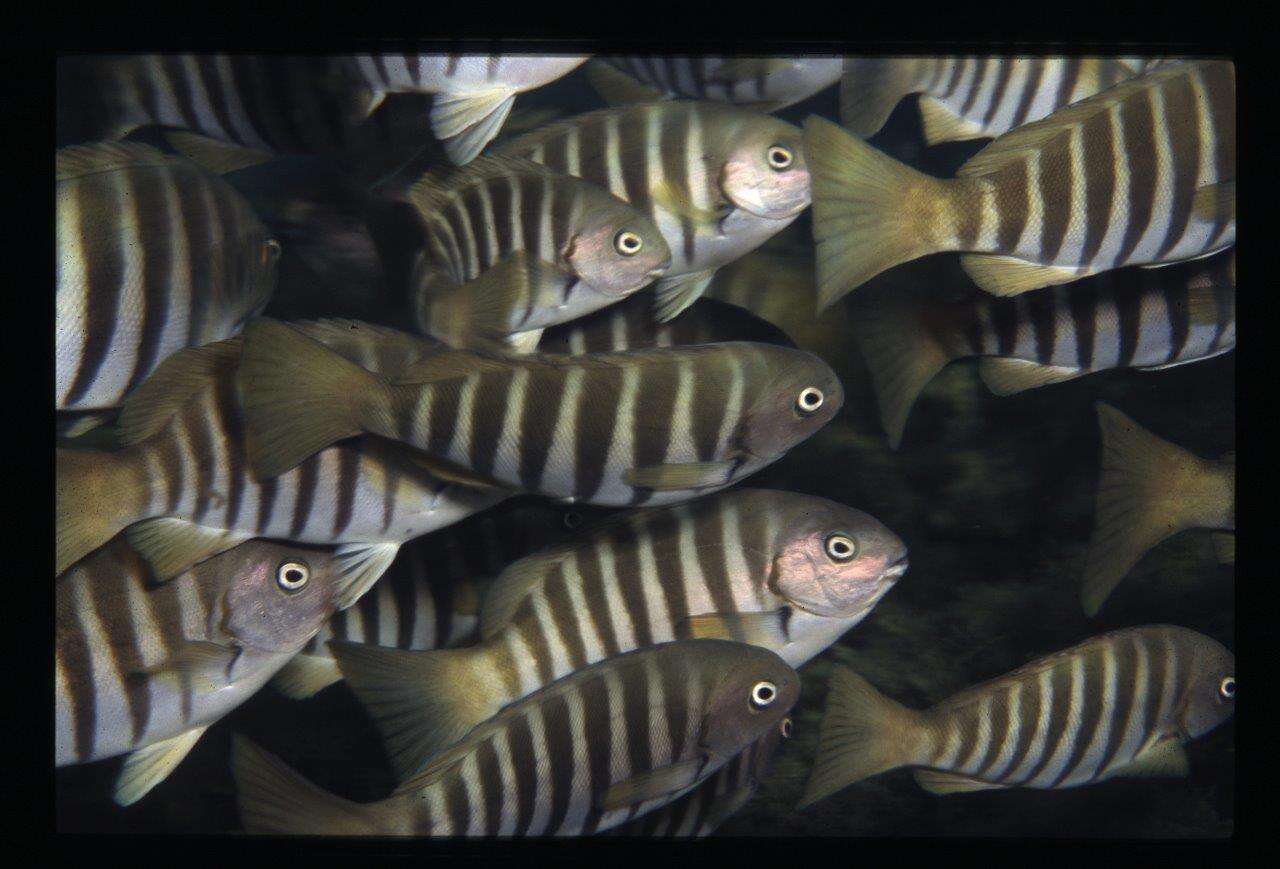 Image of Stripey bream