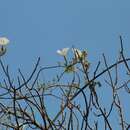 Plancia ëd Ipomoea populina House