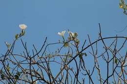 Image of Ipomoea populina House