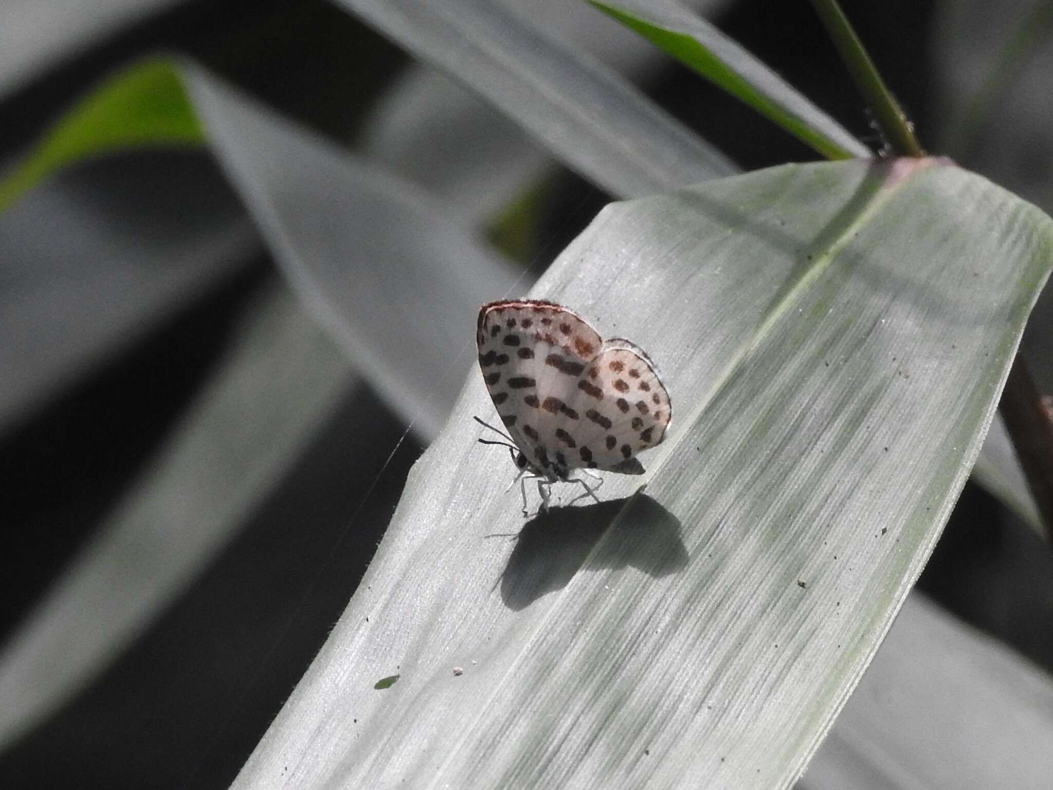 Image of Forest Pierrot