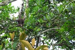 Image of Ornate Titi Monkey