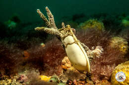 Image of Nursehound