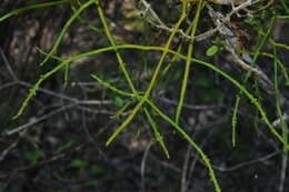 Image of Dendrophthora remotiflora Urb.