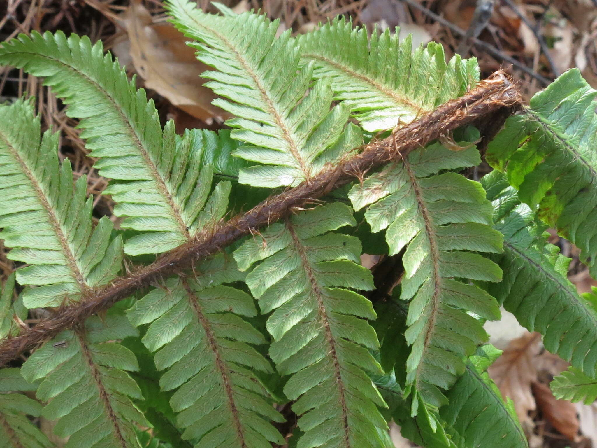 Image of Dryopteris crassirhizoma Nakai