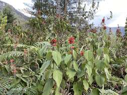 Image of Colquhounia coccinea Wall.